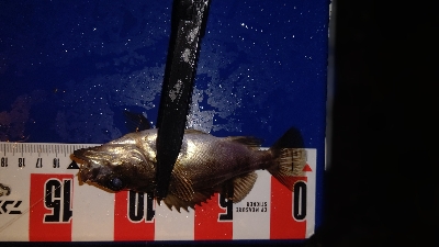 メバリング&アジング